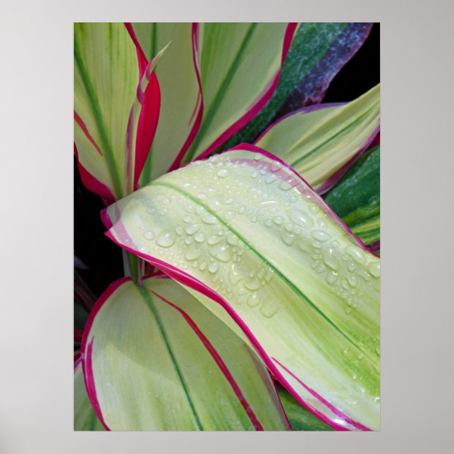 Pôster Fábrica de Ti Havaiana (Frente)