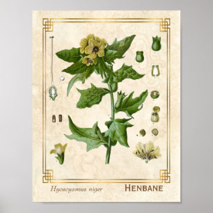 Poster Fábrica Farmacêutica Vintage Henbane Herb Botân