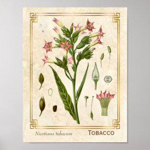 Poster Fábrica Farmacêutica Vintage Herb Botânica
