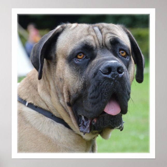 Pôster Face Bullmastiff (Frente)