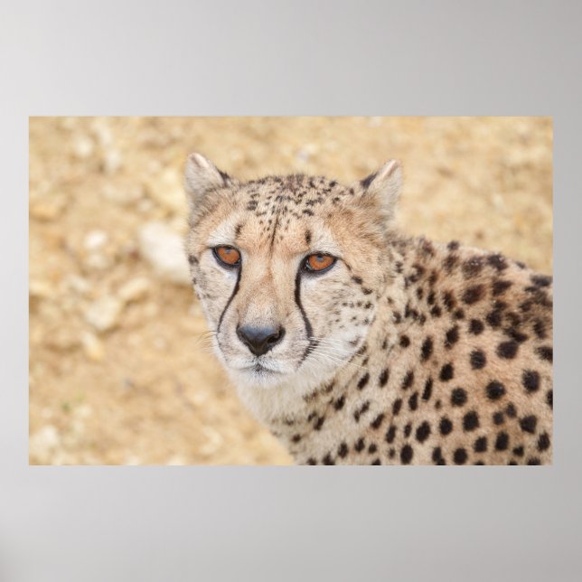 Poster Face da Natureza: Olhar Intenso de Cheetah (Frente)