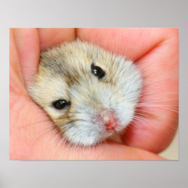 Poster Face de Hamster Corta 1 (Frente)