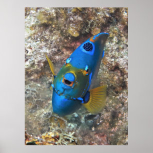 Poster Face de um Anjo