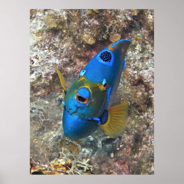 Poster Face de um Anjo (Frente)