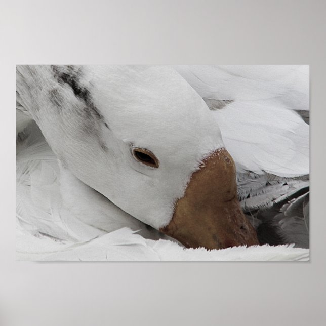 Poster face of a goose (Frente)
