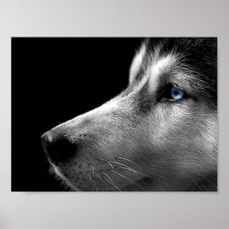 Pôster Face Siberian Husky