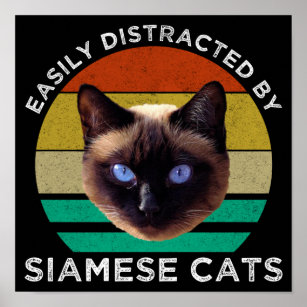 Poster Fácil Distração Por Gatos Siameses