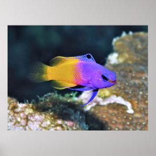 Poster Fada Basslet