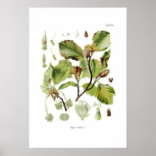 Poster Fagus silvatica (Beech)