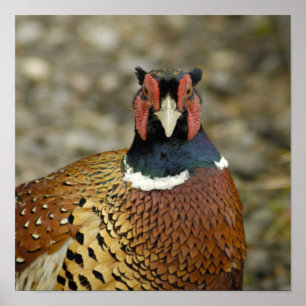 Pôster Faisão Necked do anel