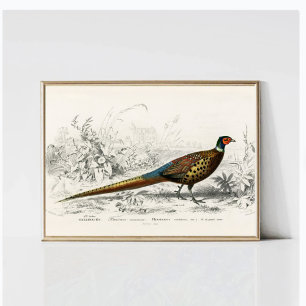 Poster Faisão Vintage Antiquado com Anel