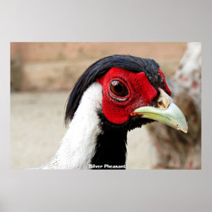 Poster Faisões prateadas