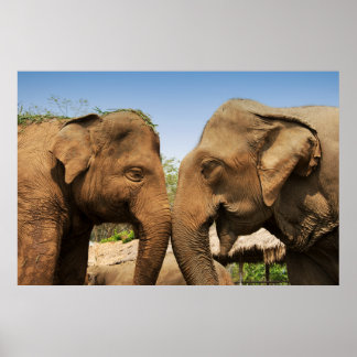 Pôster Falando de elefantes em Chiang Mai Thailand