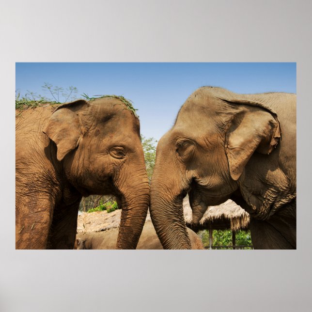 Pôster Falando de elefantes em Chiang Mai Thailand (Frente)