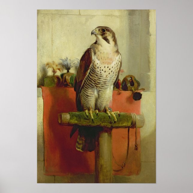 Pôster Falcão, 1837 (Frente)