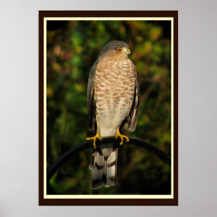 Pôster falcão Afiado-shinned