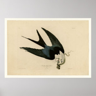 Poster Falcão atado pardal