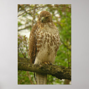 Pôster Falcão atado vermelho