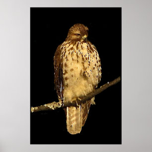 Pôster Falcão atado vermelho
