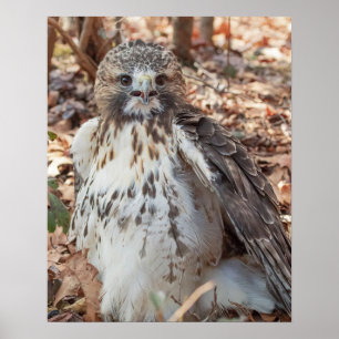 Pôster Falcão atado vermelho