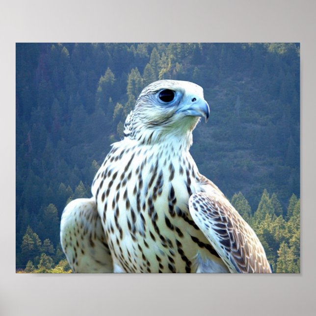 Poster Falcão branco (Frente)
