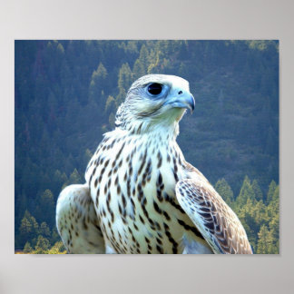 Poster Falcão branco