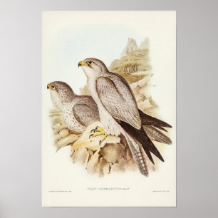 Poster Falcão cinza de Elizabeth Gould