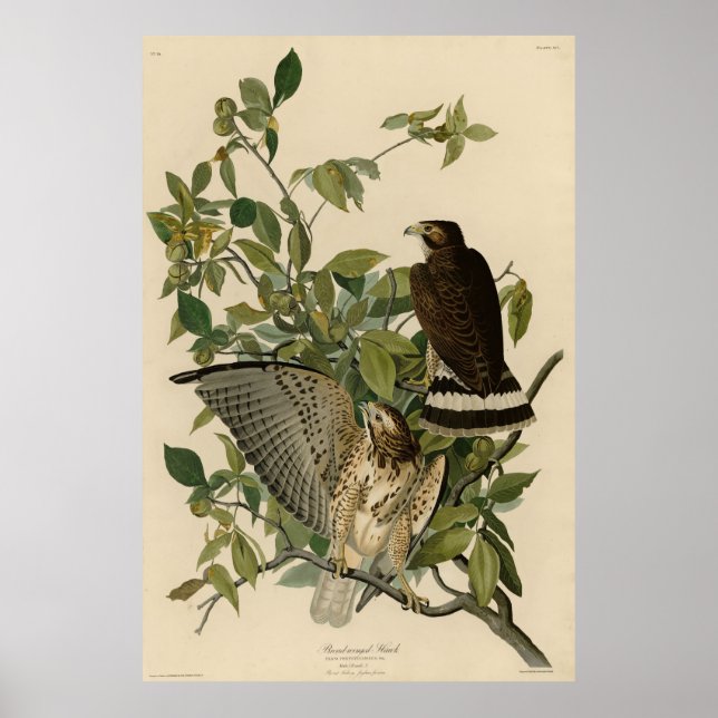 Poster Falcão de asa larga das Aves da América de Audubon (Frente)