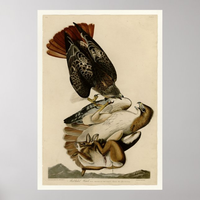 Poster Falcão de cauda vermelha (Frente)