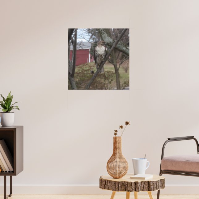 Poster Falcão de cauda vermelha em árvore (Sala de Estar 3)