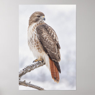 Poster Falcão-de-cauda-vermelha Empoleirado no Ramo Arte