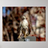 Falcão-de-cauda-vermelha imaturo