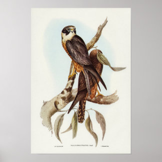 Poster Falcão de frente branca por Elizabeth Gould