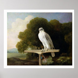 Pôster Falcão de Greenland (falcão cinzento), 1780 (ól