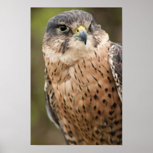 Pôster Falcão de Lanner
