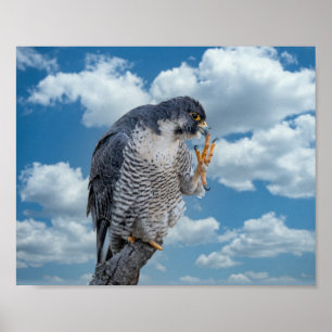 Poster Falcão de peregrino 10x8 ao longo do rio Hudson