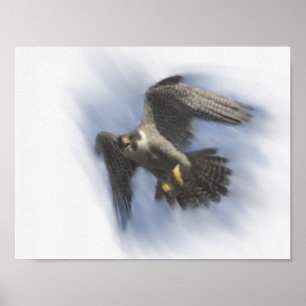 Pôster Falcão de peregrino em vôo