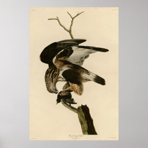 Poster Falcão de pernas grossas das Aves de Audubon da Am