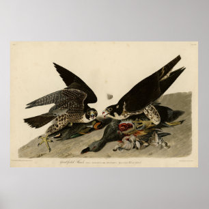 Poster Falcão de pés excelentes das Aves da América de Au
