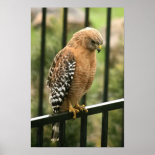 Pôster Falcão empurrado vermelho da "elegância"