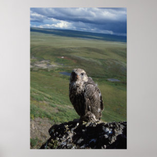 Pôster falcão-gerifalte, Falco rusticolus, juvenil