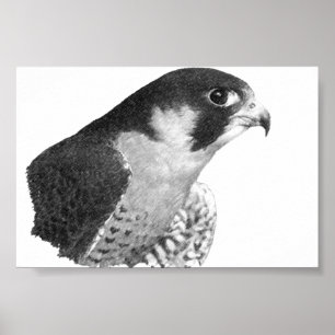 Pôster Falcão-lápis peregrino