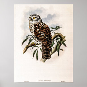 Poster Falcão-Nocturno Vintage por John Gould