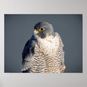 Poster Falcão Peregrine 16x12 ao longo do rio Hudson