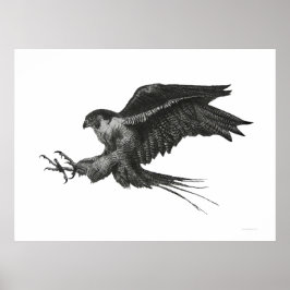 Pôster Falcão Peregrino Preto e Branco Caneta e Tinta