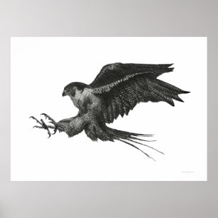 Pôster Falcão Peregrino Preto e Branco Caneta e Tinta