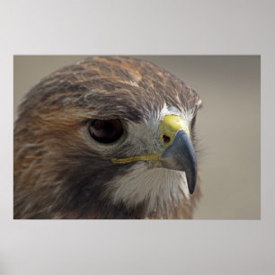 Pôster Falcão Vermelho-Atado