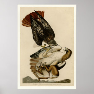 Poster falcão Vermelho-atado