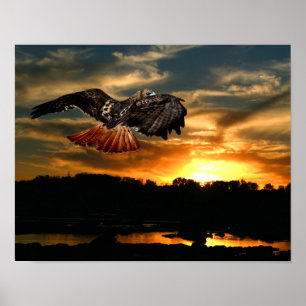 Pôster Falcão vermelho da cauda no por do sol