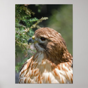 Pôster falcão Vermelho-empurrado